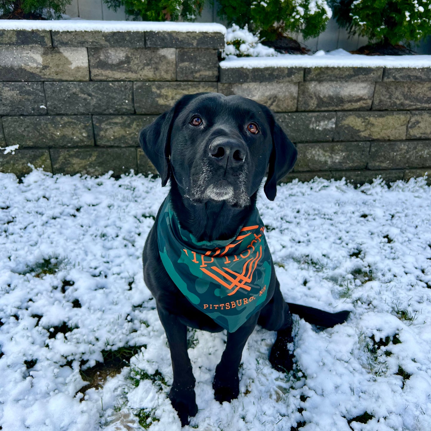 Dog Bandana, Up North Camo