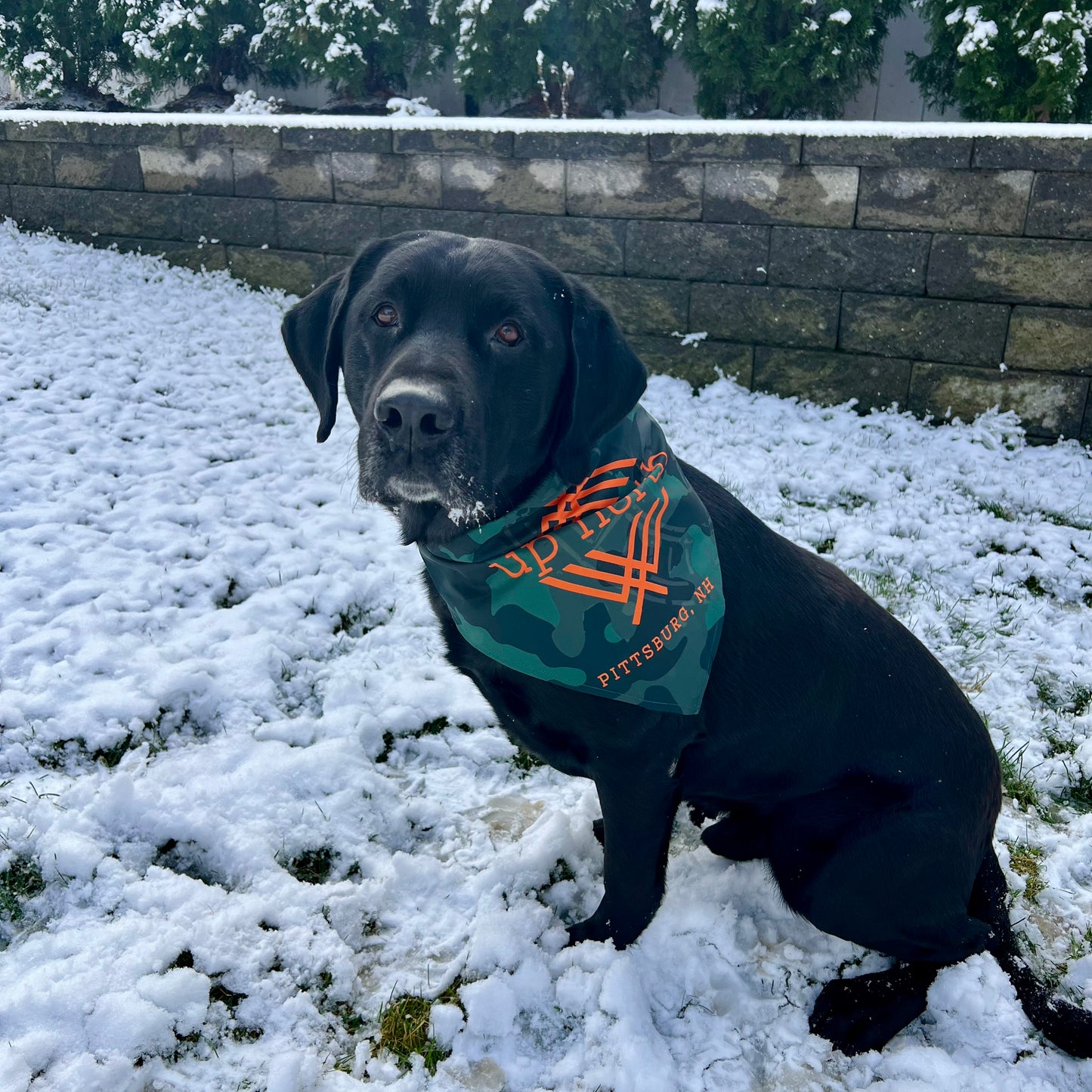 Dog Bandana, Up North Camo