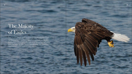 Bald Eagles: The Ulitmate Raptors