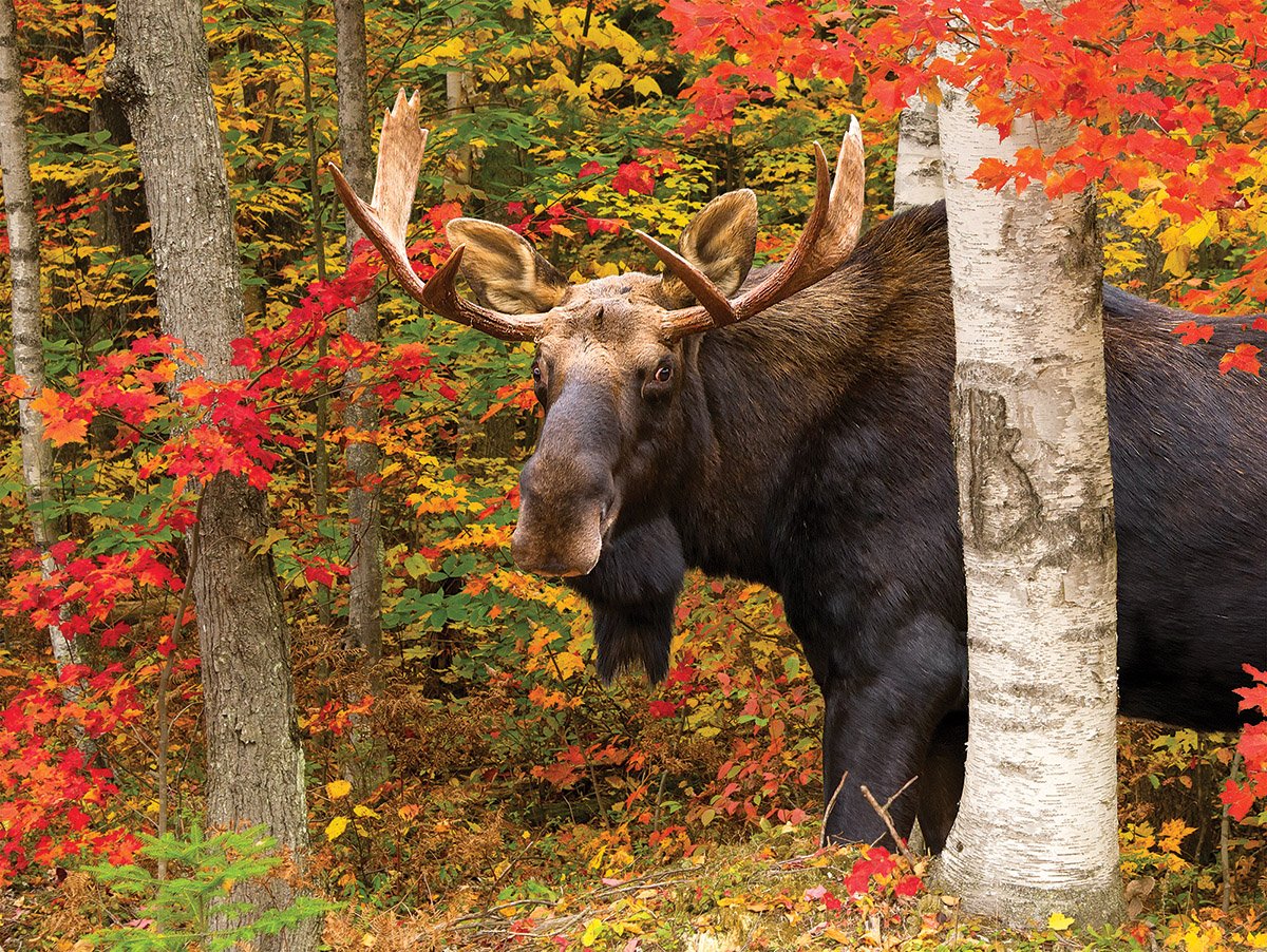 Autumn King - Moose | 500 Piece Puzzle