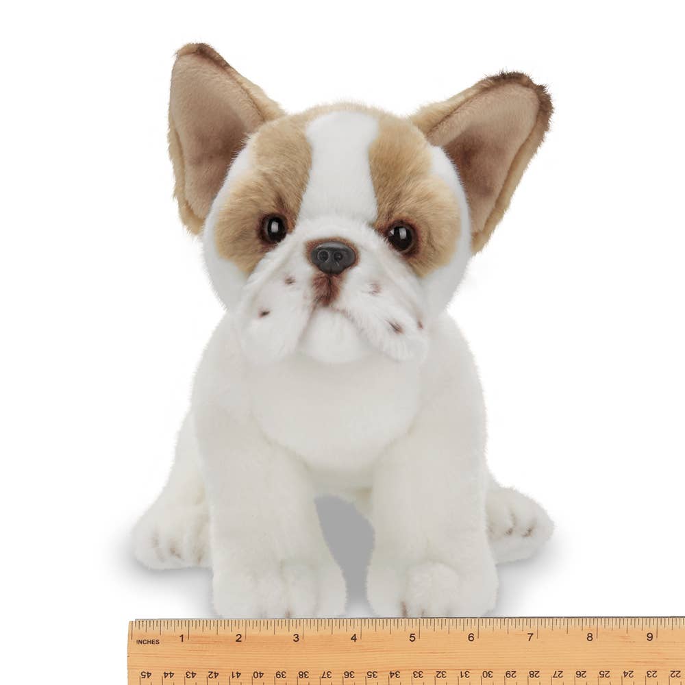 Frenchie the French Bulldog