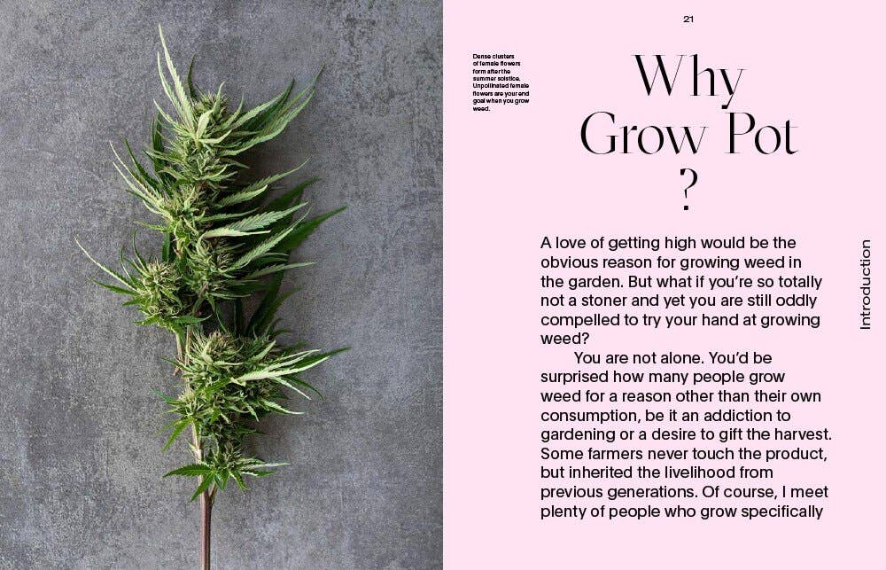 Growing Weed in the Garden: A No-Fuss, Seed-to-Stash Guide Book