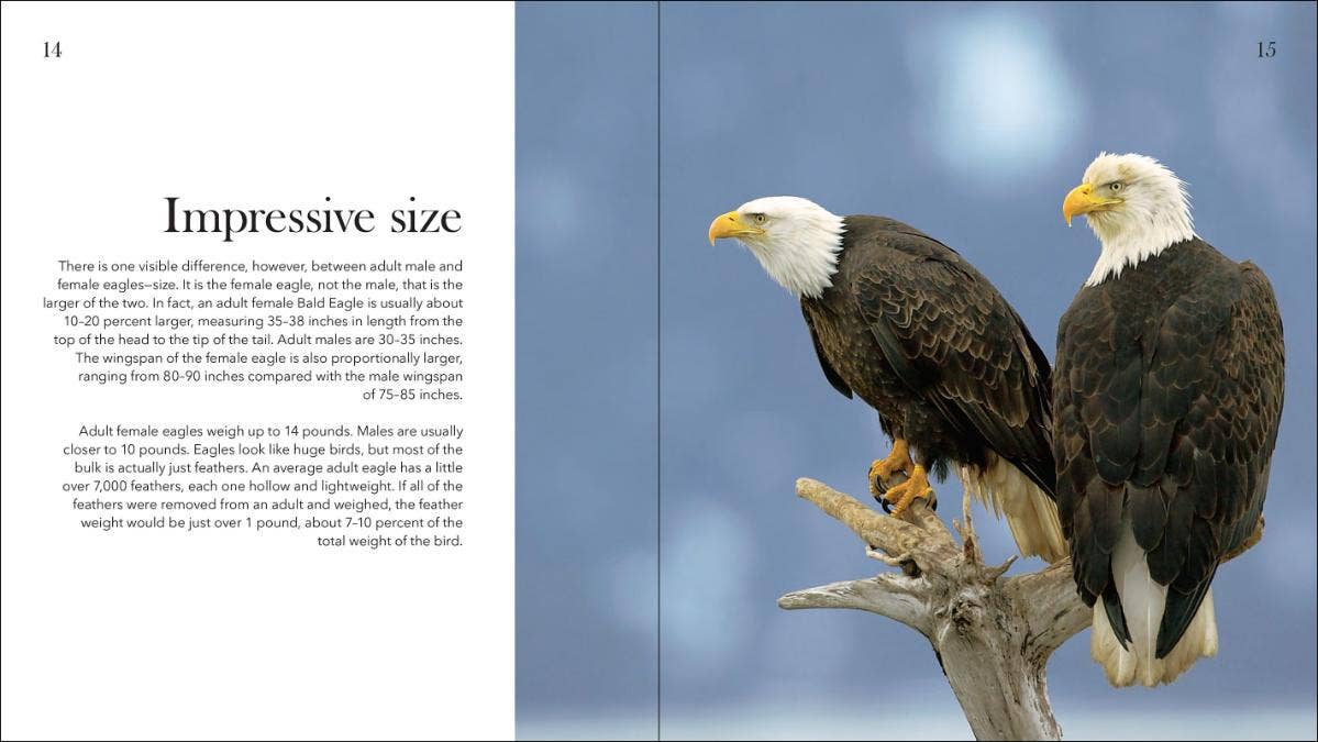 Bald Eagles: The Ulitmate Raptors