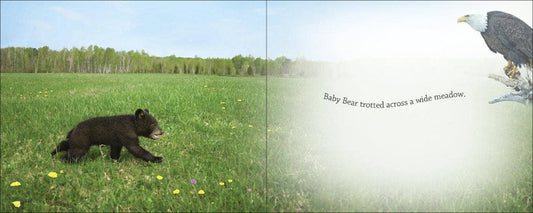 Baby Bear Discovers the World