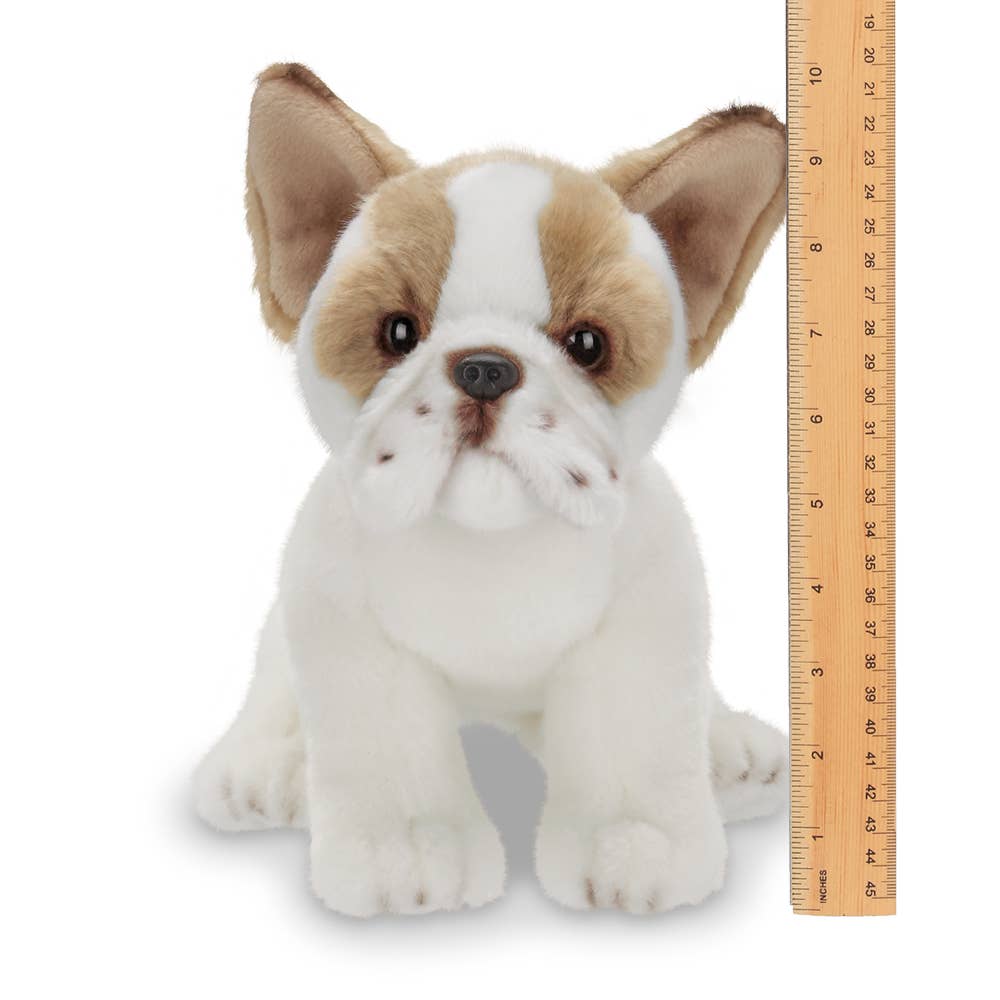 Frenchie the French Bulldog