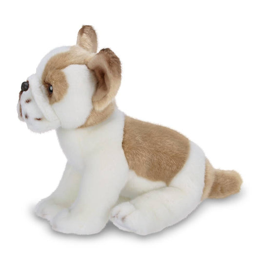 Frenchie the French Bulldog
