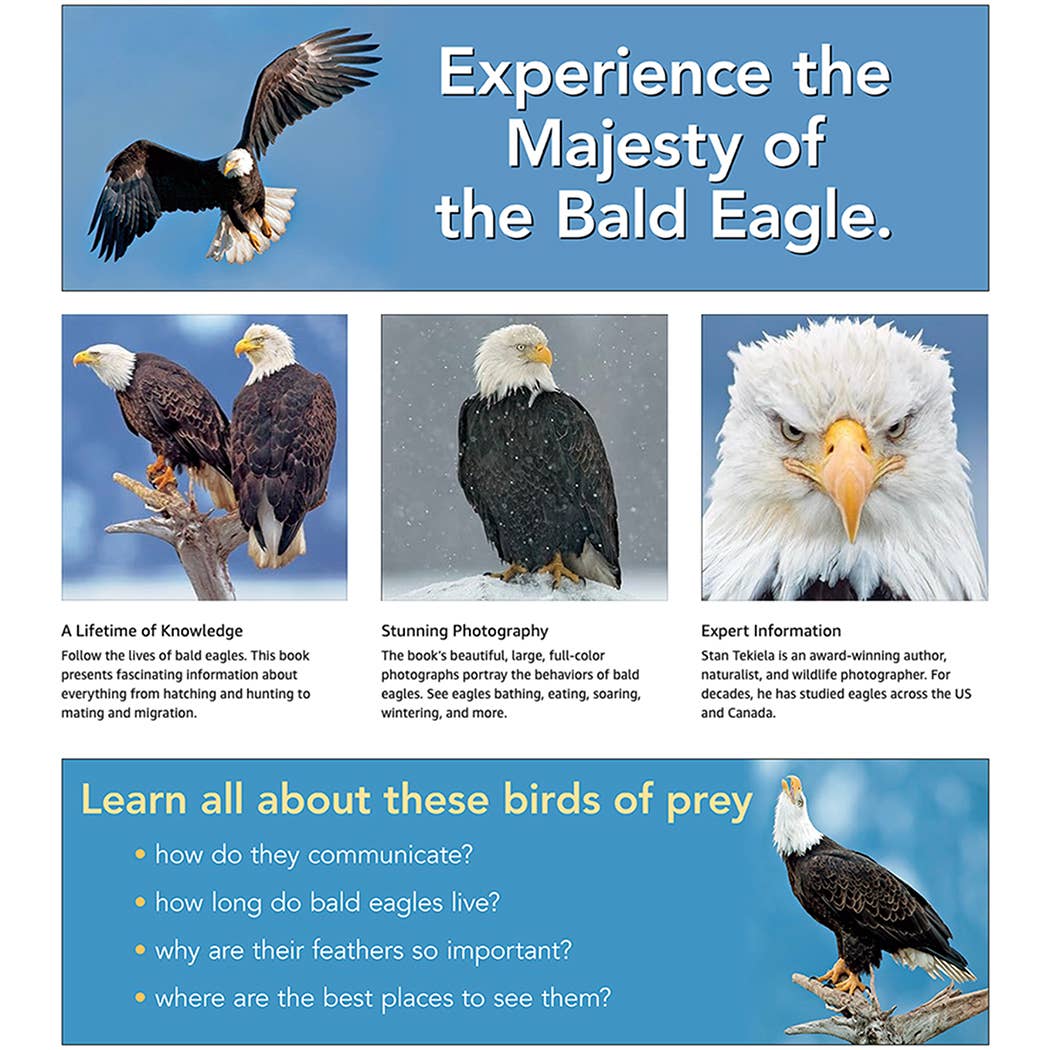 Bald Eagles: The Ulitmate Raptors