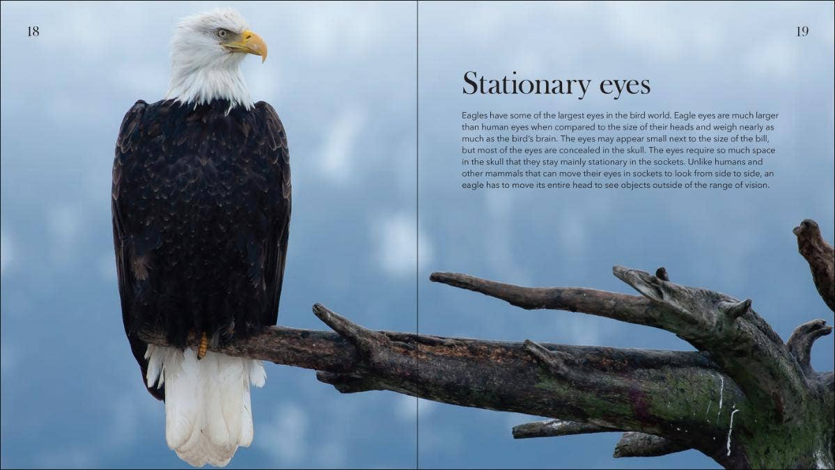 Bald Eagles: The Ulitmate Raptors